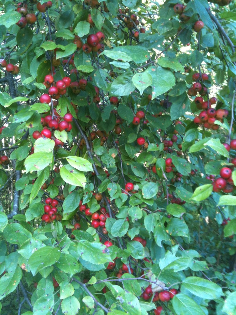 Crabapples