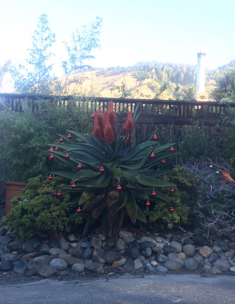 Christmas succulent in Stinson Beach, CA