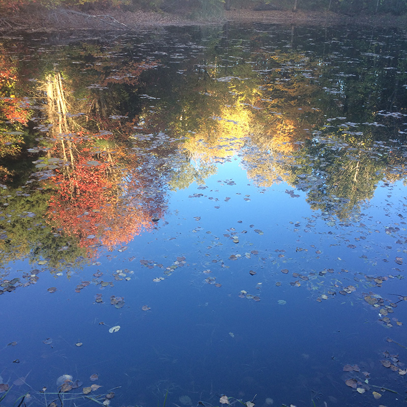 Pond Reflection - Copyright John Bennett
