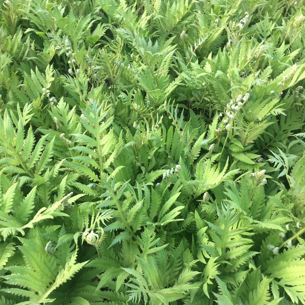 Ferns unfurling in spring