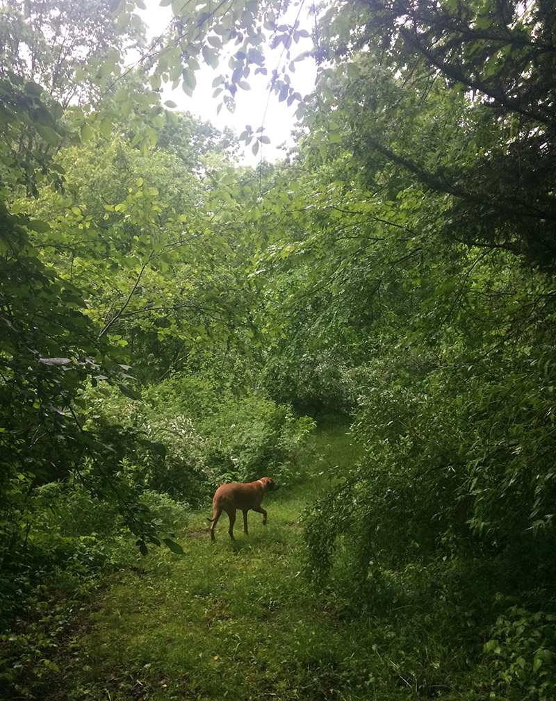A dog in the New Hampshire woods
