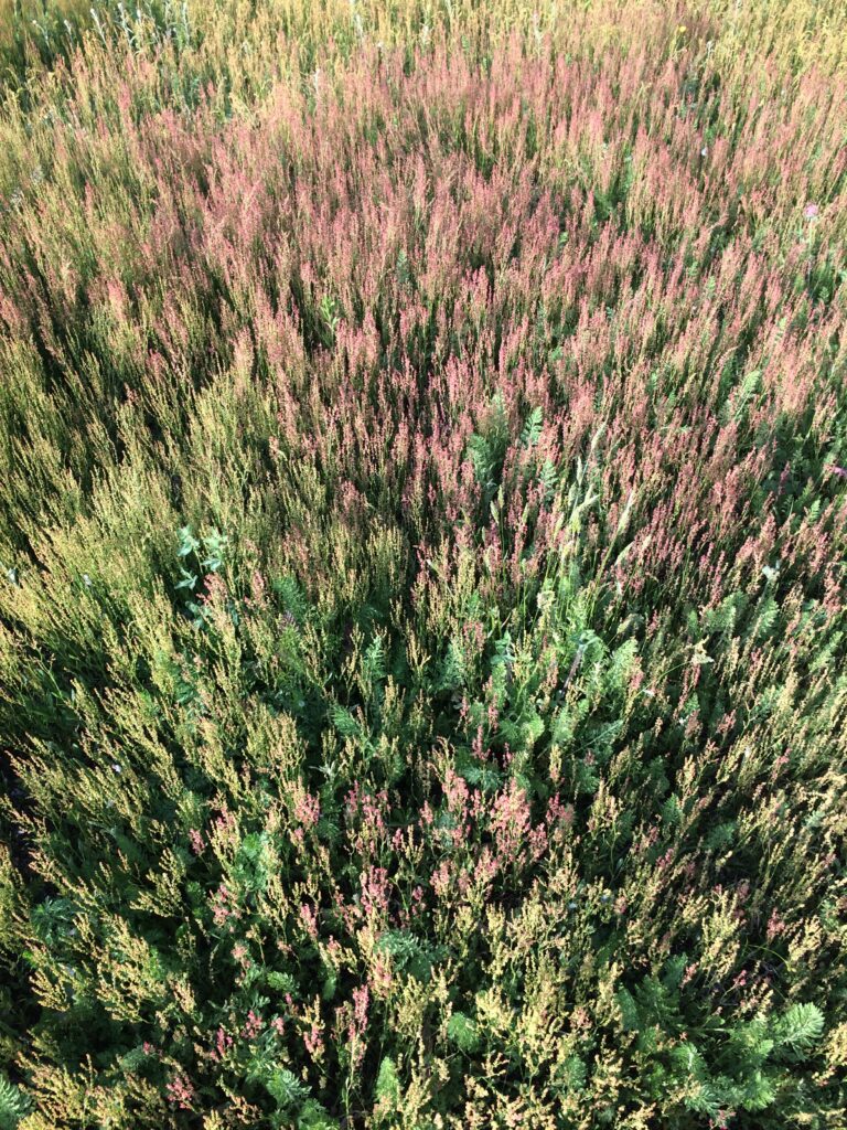 Colorful grass